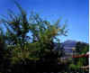 garden_view.jpg (21196 bytes)