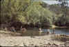 swim_adult.jpg (39484 bytes)